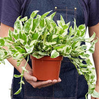 Person holding a potted green and white n'joy pothos plant with a white background by House of Agave.