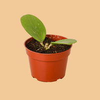 Small potted plant with green leaves on a white background