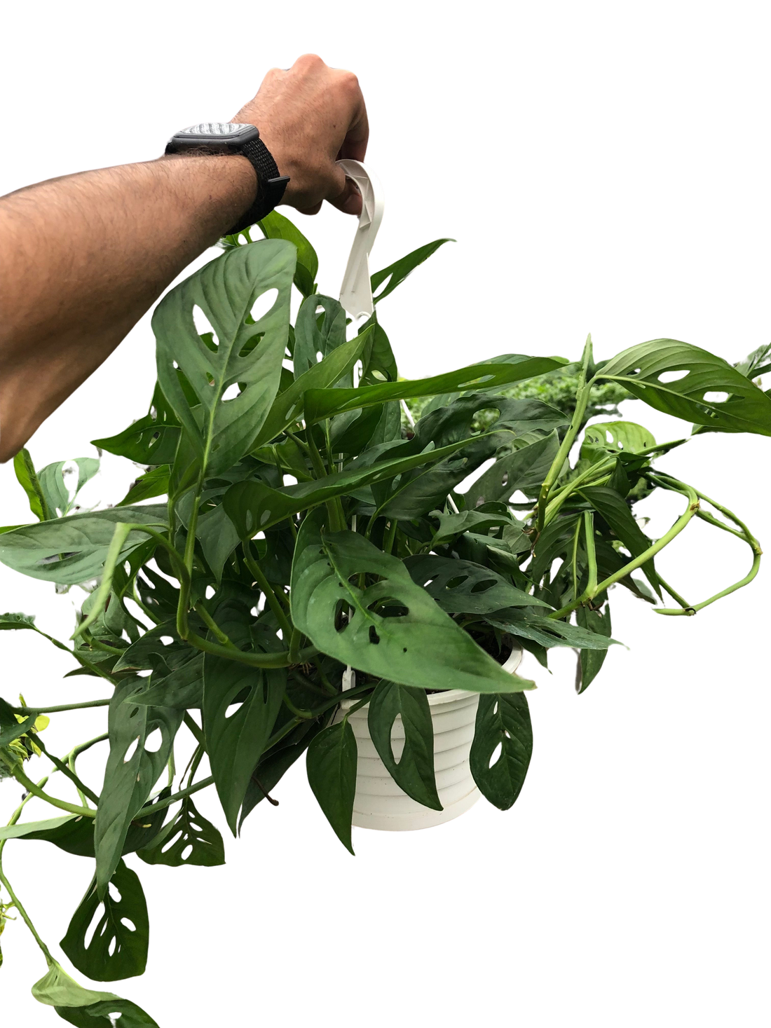 Monstera Adansonii &