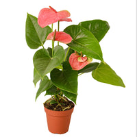 Potted plant with pink flowers and green leaves on a white background