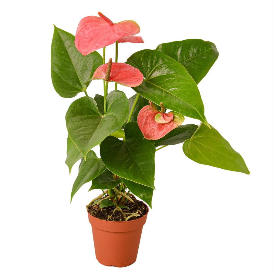 Potted plant with pink flowers and green leaves on a white background