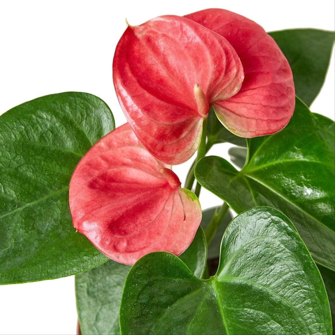Close-up of a pink flower with green leaves on a white background