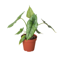 Potted plant with green leaves on a white background
