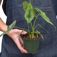 Person holding a potted plant wearing a denim apron on a white background