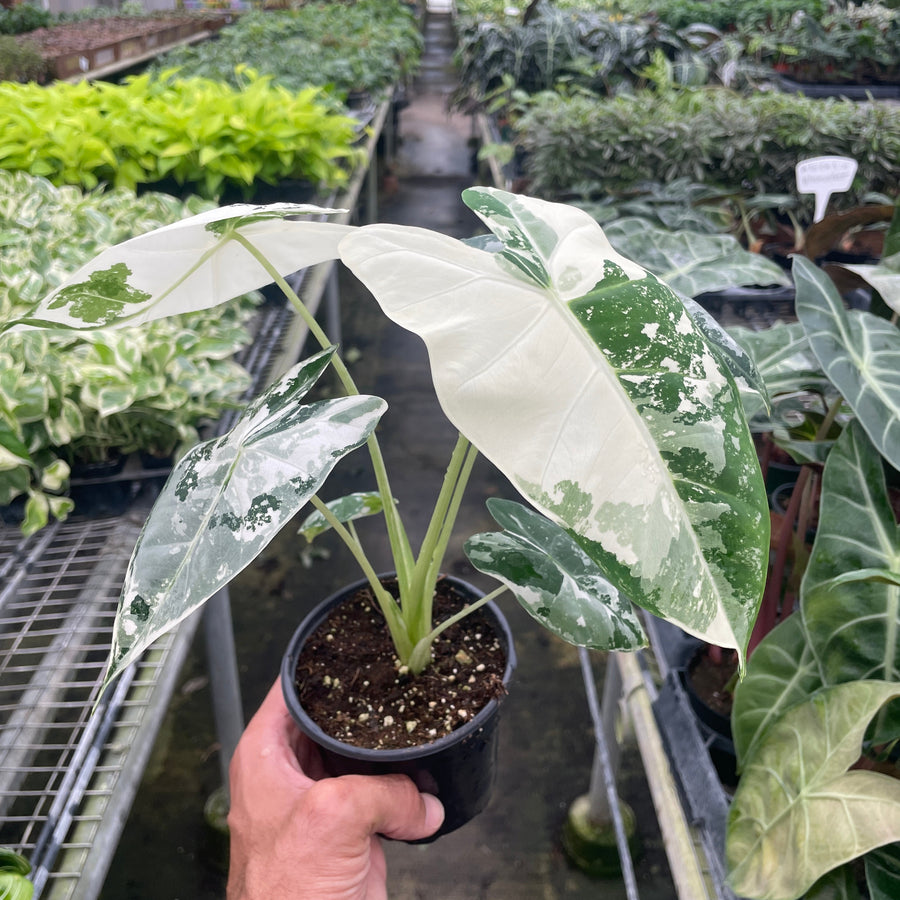 Person holding a potted variegated Frydek Alocasia plant in a greenhouse setting from House of agave.