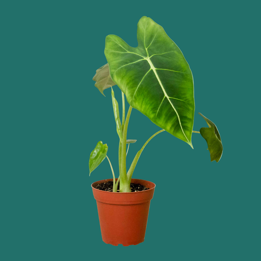 Potted plant with large green leaves on a green background from House of Agave.