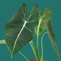 Potted plant with large green leaves on a green background from House of Agave.