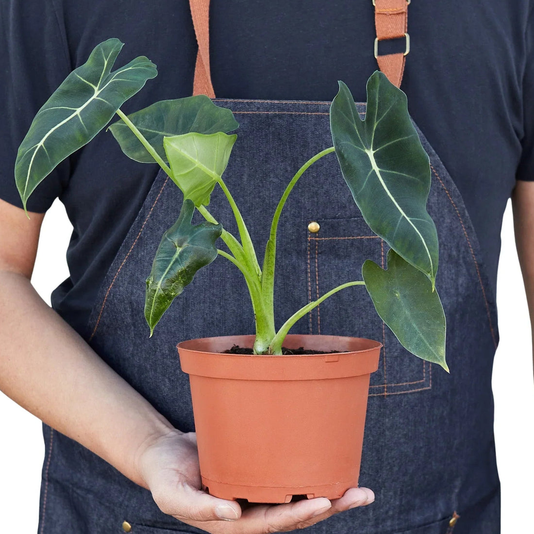 Person holding a potted plant wearing a denim apron from House of Agave.