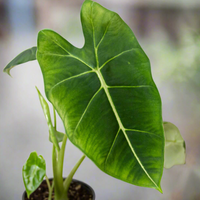 Close-up of a green leafy Frydek Alocasia plant with a blurred background from House of Agave.