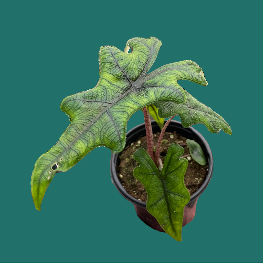 Hand holding a potted plant with large green leaves on a green background by House of Agave.