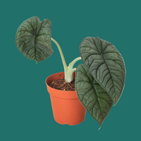 Potted Alocasia plant with large green leaves on a green background from House of Agave.