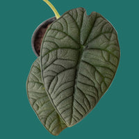 Close-up of a green leaf with detailed vein structure on a green background by House of Agave.