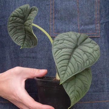 Person wearing a denim apron holding a potted plant from House of Agave.
