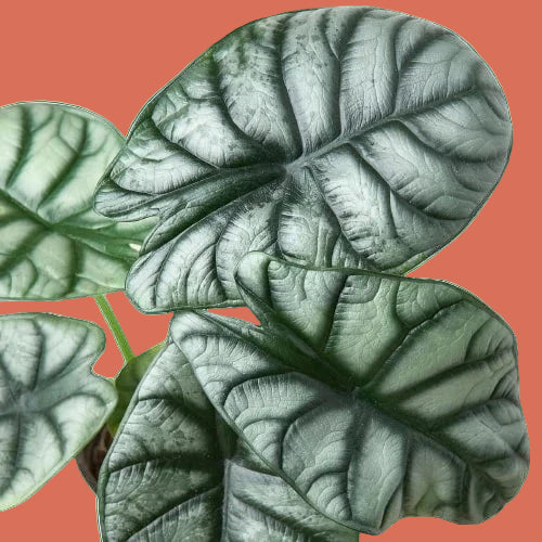 Close-up of green leaves with a green background from House of agave.