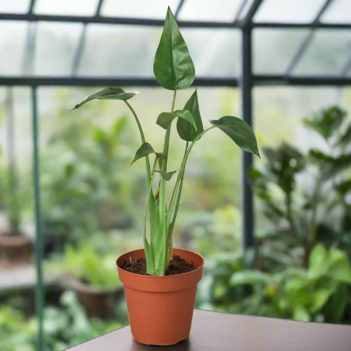 Potted plant with green leaves on a white background