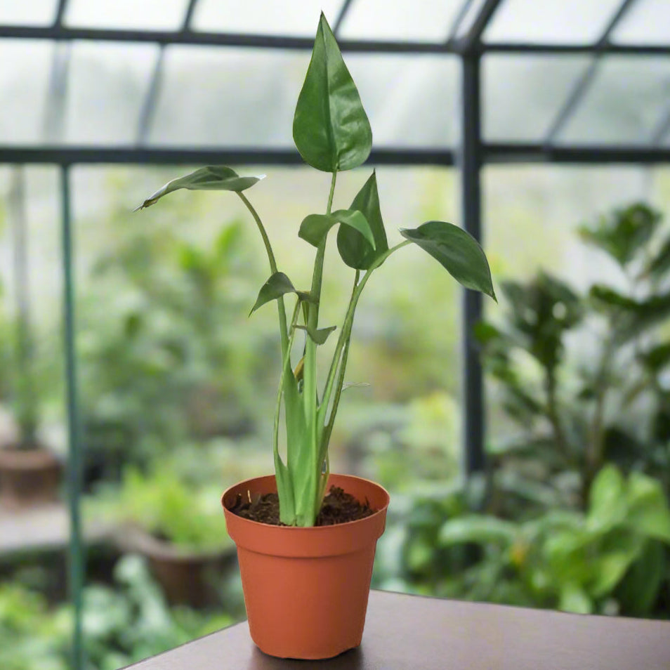 Potted plant with green leaves on a white background