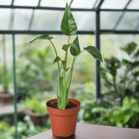 Potted plant with green leaves on a white background