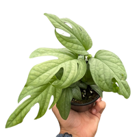 Hand holding a potted plant with large green leaves against a white background