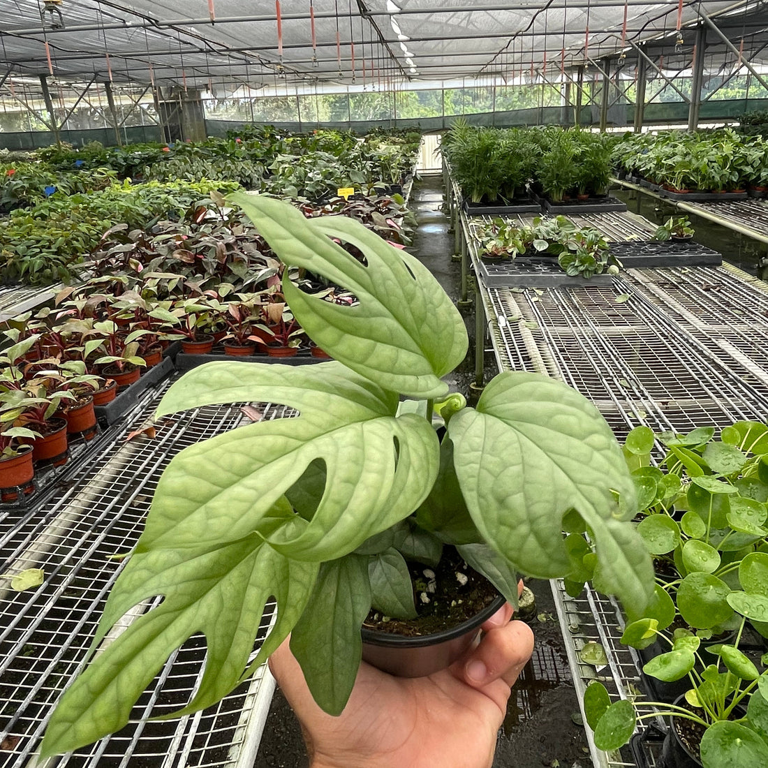 Hand holding a potted plant in a greenhouse setting with rows of plants.