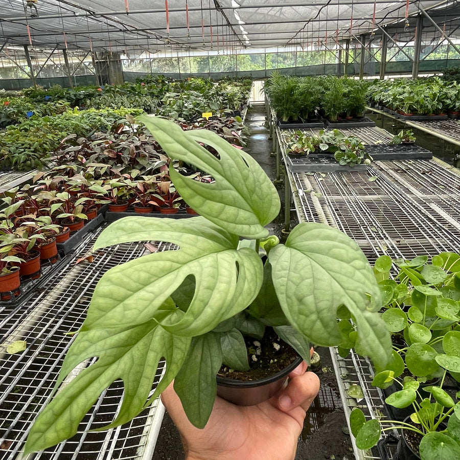 Hand holding a potted plant in a greenhouse setting with rows of plants.
