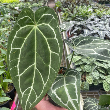 Hand holding a large green leaf with white veins in a greenhouse setting from House of Agave.