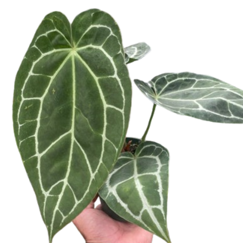 Hand holding a potted plant with green leaves and white veins against a white background by House of Agave.