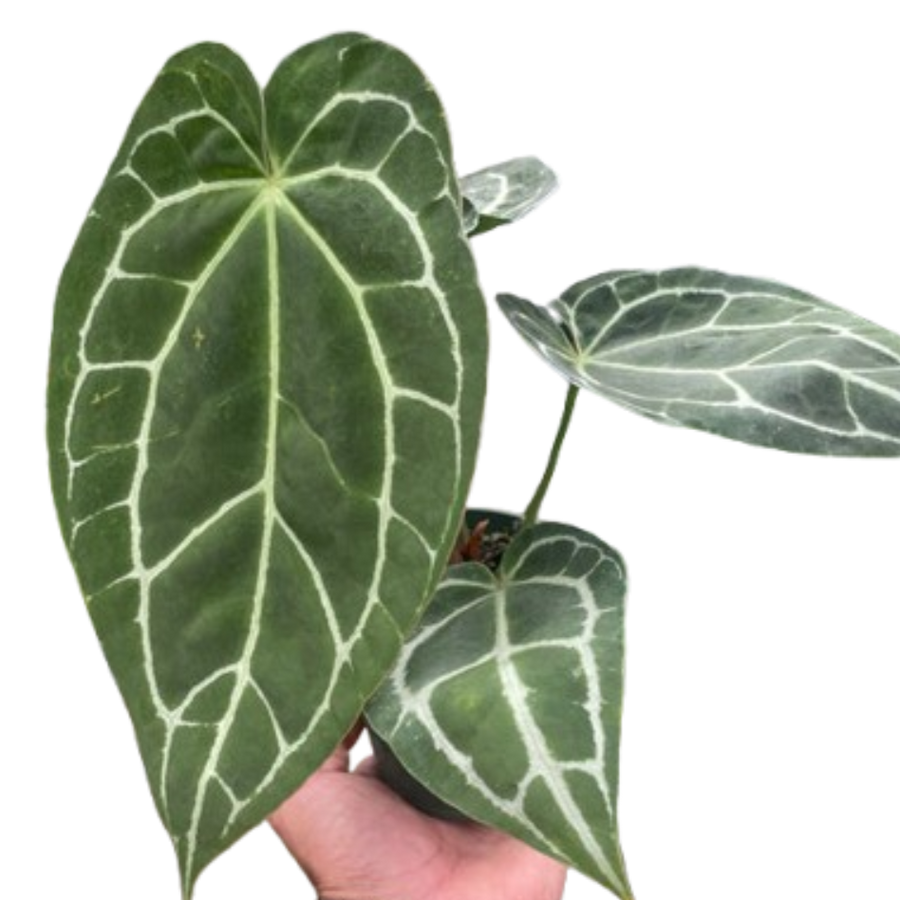 Hand holding a potted plant with green leaves and white veins against a white background by House of Agave.