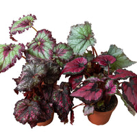 Begonia 'Rex' Variety Bundle -4 Pack