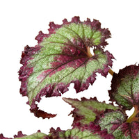 Begonia 'Rex' Variety Bundle -4 Pack