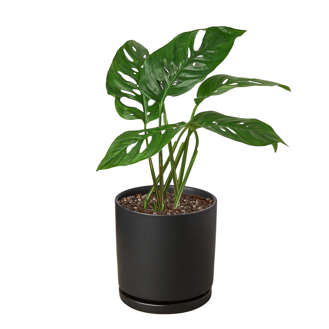 Monstera Adansonii &