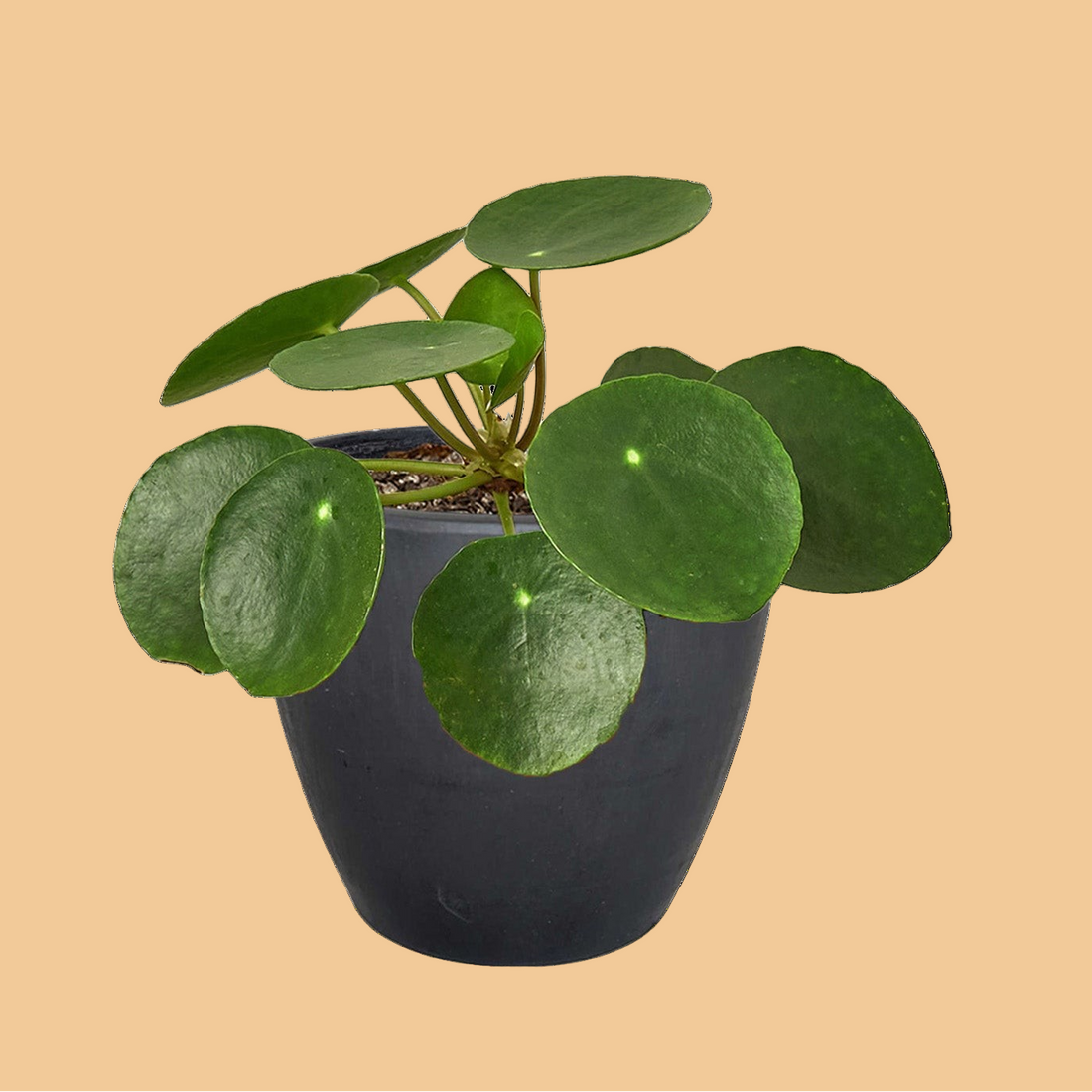 Potted plant with round green leaves on a white background