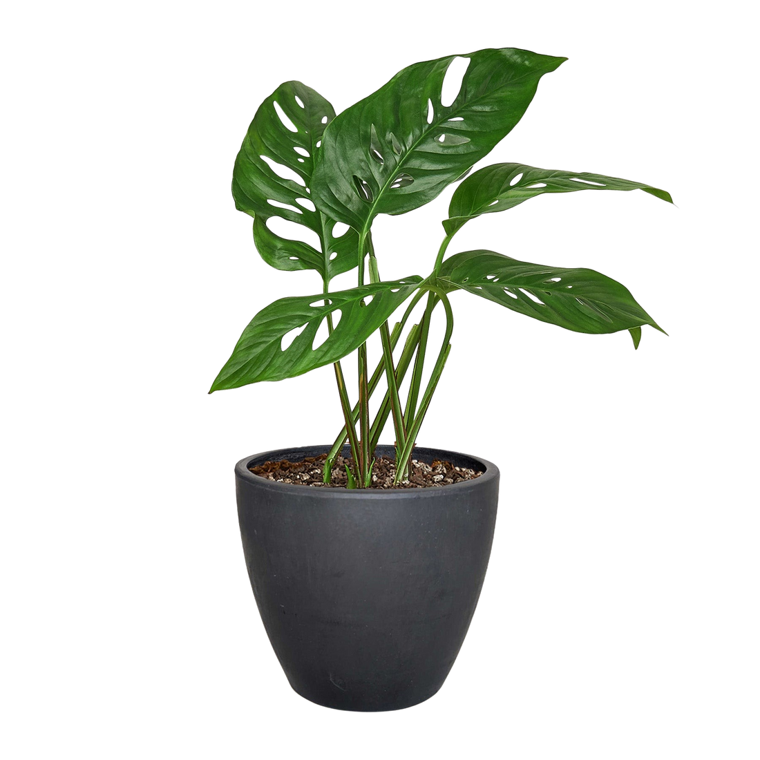 Monstera Adansonii &