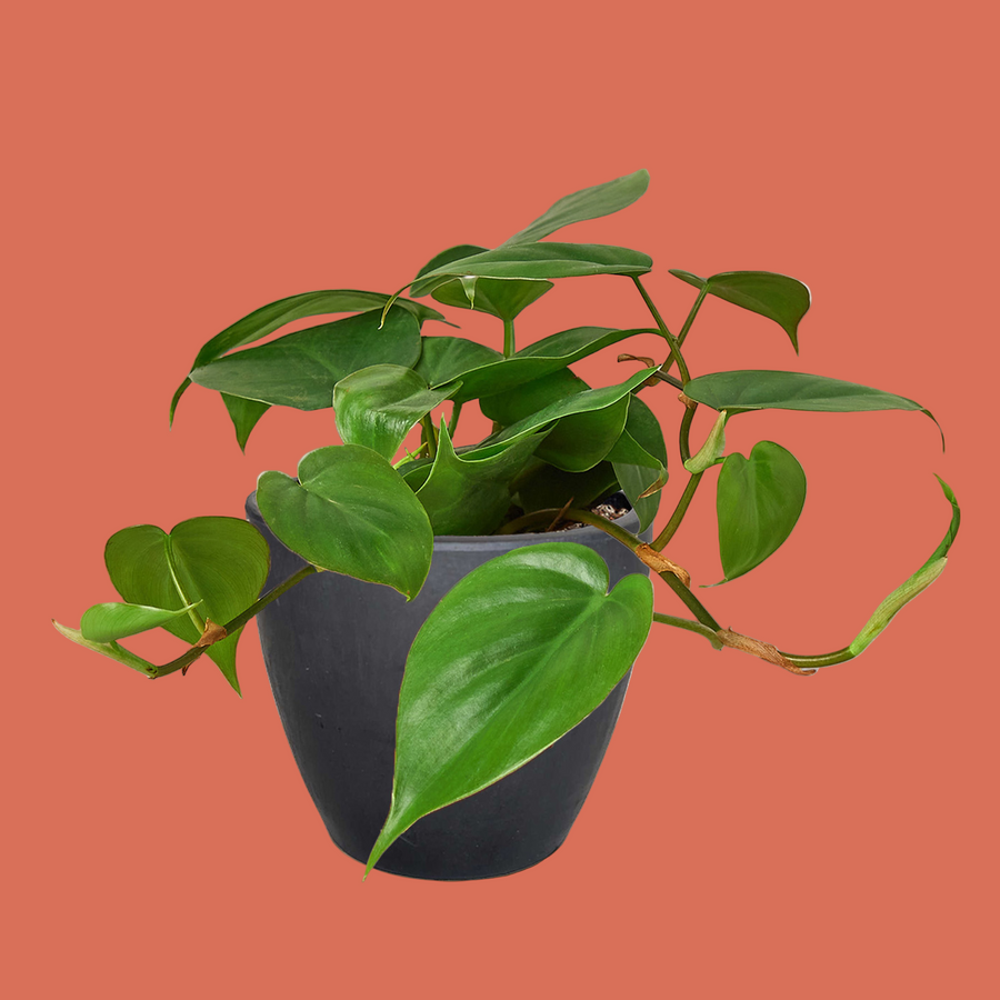 Potted plant with green leaves in a black pot on a white background