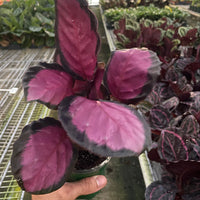Calathea roseopicta 'Purple Rose'