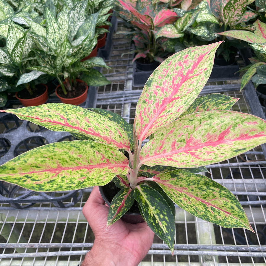Hand holding a variegated leaf plant with a background of other plants in pots at House of Agave.