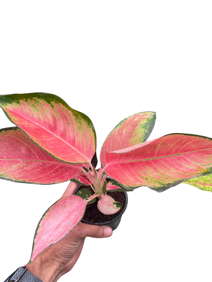 Hand holding a potted pink and green plant against a white background