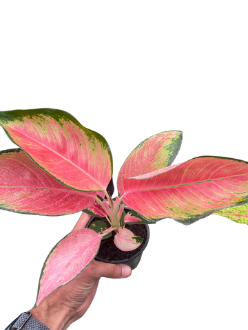 Hand holding a potted pink and green plant against a white background