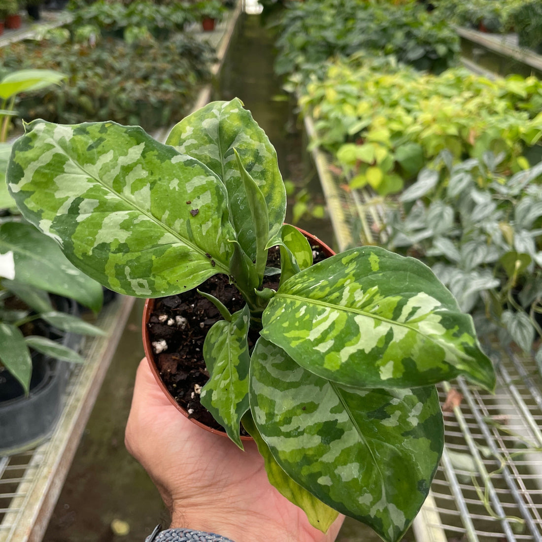 Hand holding a potted plant with variegated leaves in a greenhouse setting from House of Agave.
