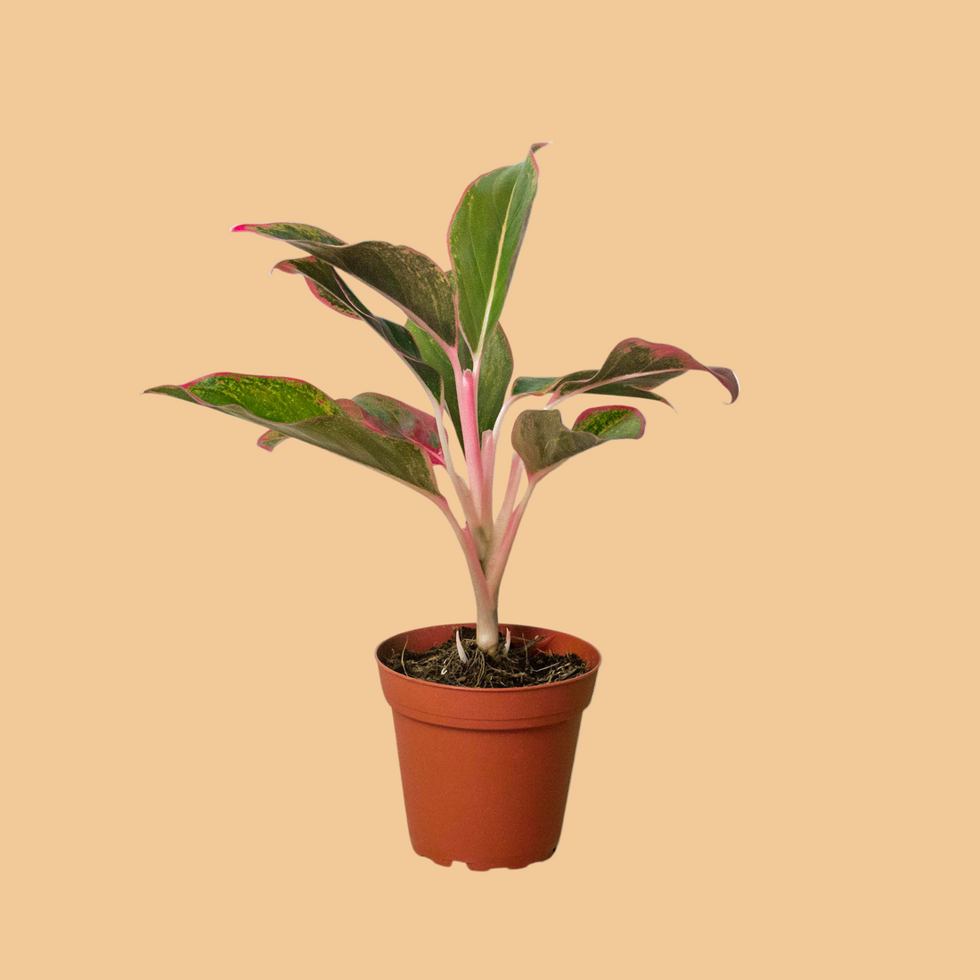 Potted plant with red and green leaves on a peach background from House of Agave.