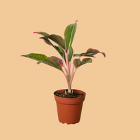 Potted plant with red and green leaves on a peach background from House of Agave.