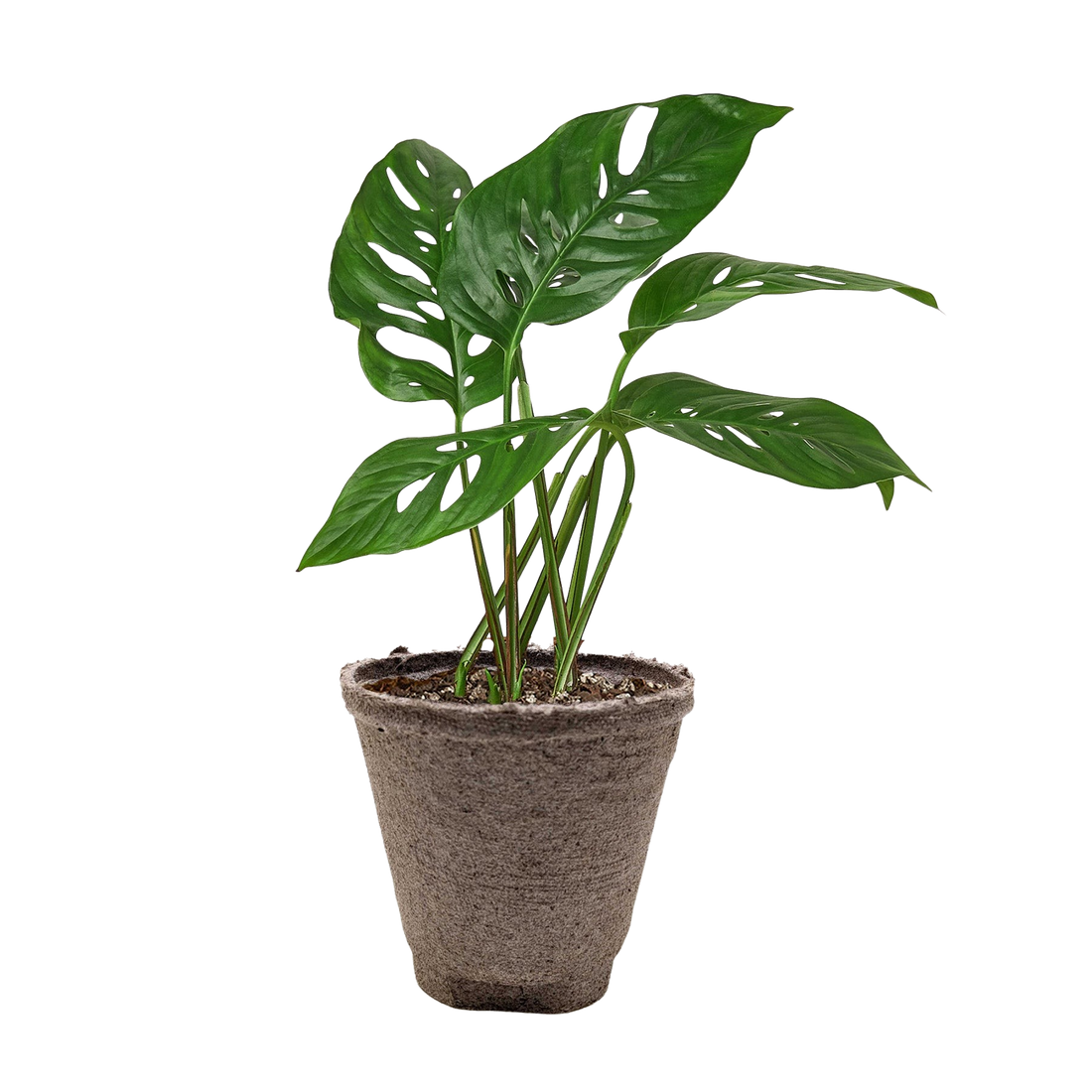 Monstera Adansonii &