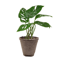 Monstera Adansonii 'Swiss Cheese'