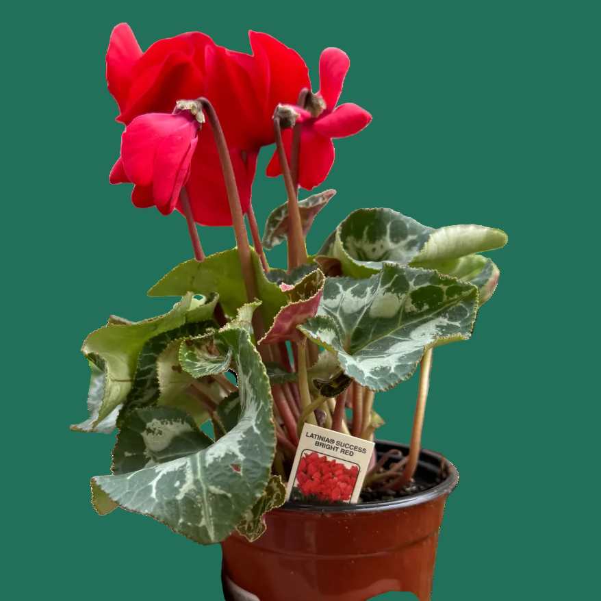 Potted plant with red flowers held by a hand on a white background