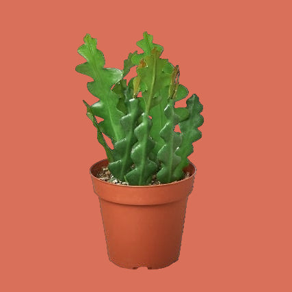 Potted cactus plant on a solid background
