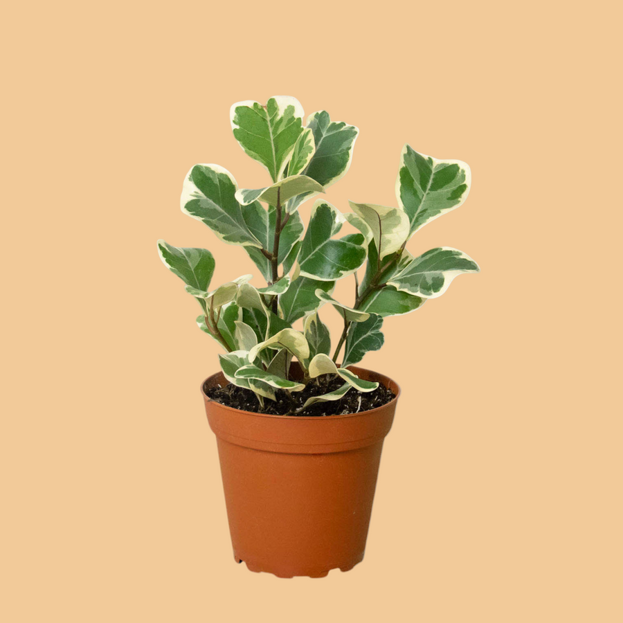 Potted plant with green and white leaves on a white background from House of Agave.