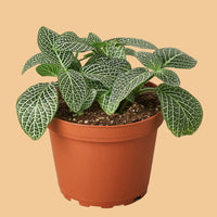 Potted plant with green leaves on a peach  background from House of Agave.