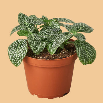 Potted plant with green leaves on a peach  background from House of Agave.