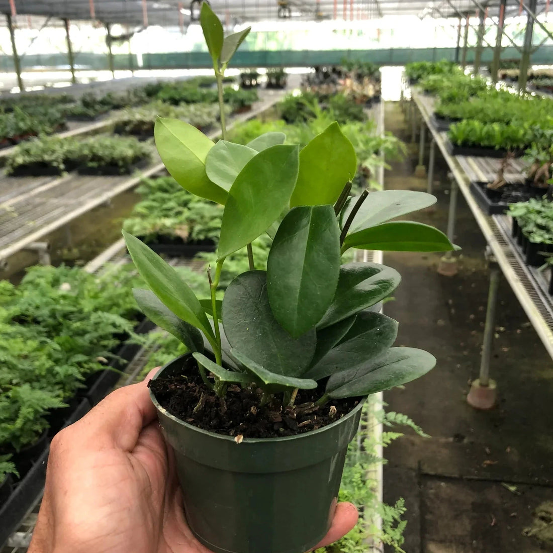 Hand holding a potted plant in a greenhouse setting from House of Agave.