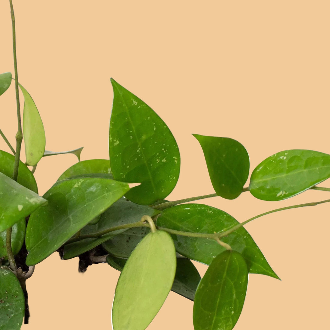 Potted plant with green leaves on a peach background from House of Agave