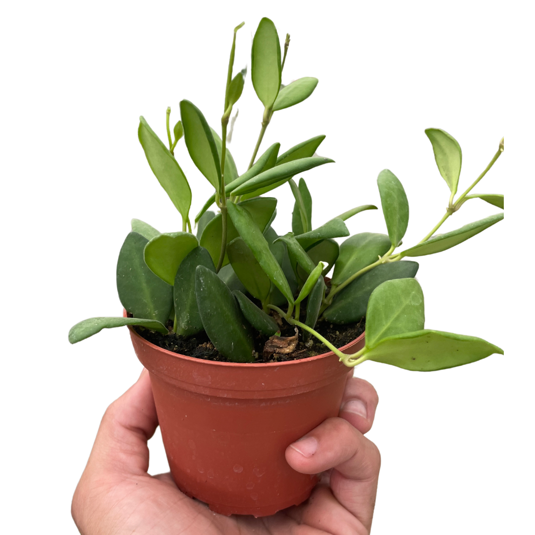 Hand holding a small potted plant against a white background